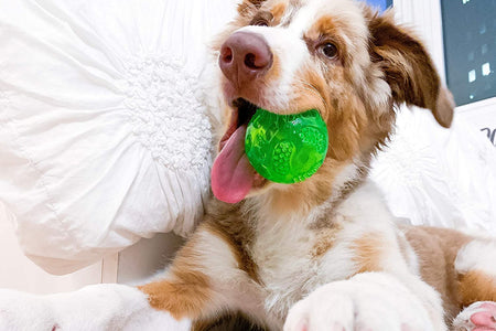 Durasqueak Dog Ball Toy, Interactive Dog Toys That Float and Squeaks for Playing, Fetching and Retrieving-Great Alternative to Traditional Tennis Balls Green 2.5 Inch